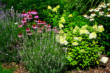 Jeżówki purpurowe, lawenda i Hortensja bukietowa lw ogrodzie, białe i rózowe kwiaty jeżówek, Echinacea purpurea, Hydrangea paniculata, jeżówka purpurowa, Purple coneflowers in the garden © kateej