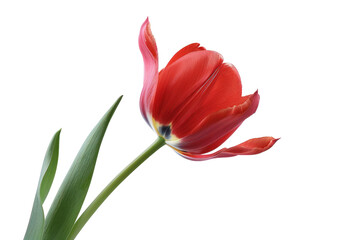 Fototapeta premium A single striped parrot tulip in full bloom, isolated on a white background.