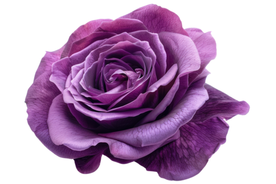 A single Queen of the Night tulip blooms on a white background.