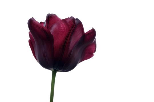 A single Queen of the Night tulip blooms on a white background.