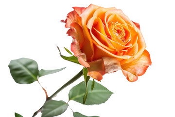 Fototapeta premium Single orange rose, hot shade isolated on white background.