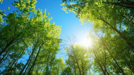 Fototapeta premium A serene forest with tall, green trees under a bright blue sky, sunlight filtering through the leaves, creating a peaceful and enchanting atmosphere.