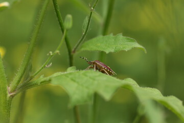 葉の上でくつろぐブチヒゲカメムシ
