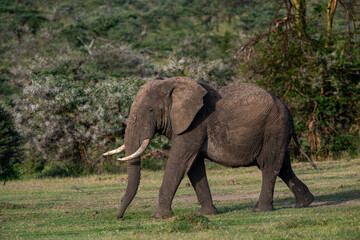 Kenyan Elephants,  