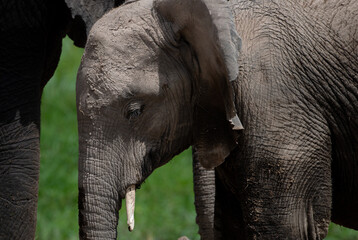 Kenyan Elephants,  