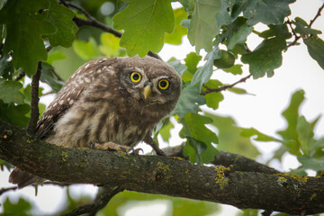 A young little owl sits on the thick branch of an oak tree and looks right toward the camera lens on a summer evening.