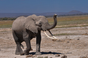 Obraz premium Kenyan Elephants, 