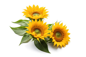 Obraz premium Top view blossom of sunflowers isolated on white background. Seeds and oil. Flat lay flowers object on center composition, Clipping path