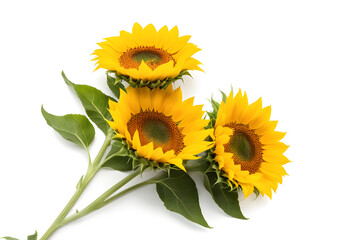Obraz premium Top view bunch of fresh sunflowers isolated on white background. Seeds and oil. Flat lay flowers object on center composition, Clipping path