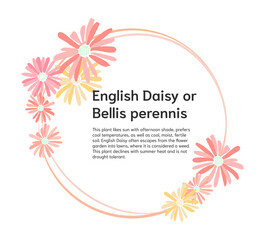 Obraz premium pink shade daisy floral frame banner isolated on white background