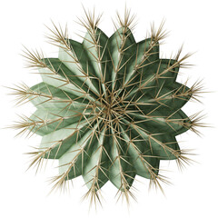 Cactus round top view render 3D for composition