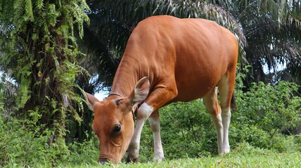 Indonesian local cows are eating fresh grass in the wild