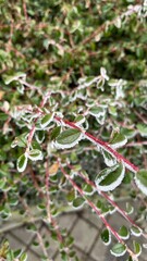 close up of a bunch of green leaves
