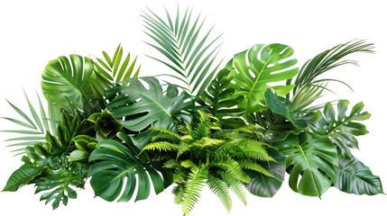 green leaves of tropical plants bush (Monstera, palm, rubber plant, pine, bird's nest fern, succulent , ). isolated on transparent background .