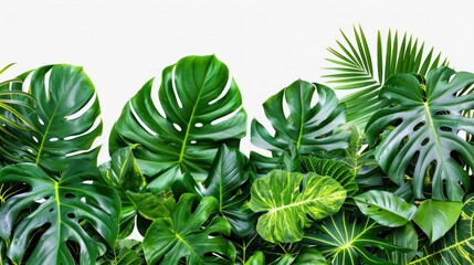 Fototapeta premium green leaves of tropical plants bush (Monstera, palm, rubber plant, pine, bird's nest fern, succulent , ). isolated on transparent background .