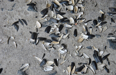 sunflower seed husks on the ground. selective focus