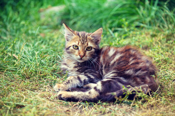 Cat in nature outdoors. Funny kitten lying in the garden on a sunny summer day. Horizontal banner