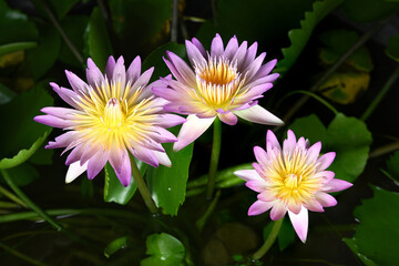 Beautiful waterlily flower blooming with green leaves as background