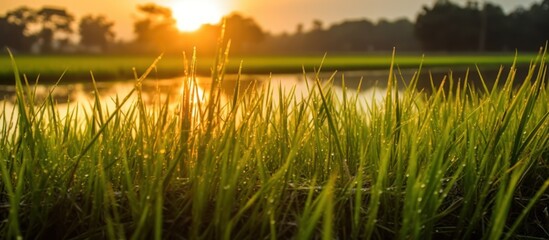 Sunrise Over Dew-Covered Grass