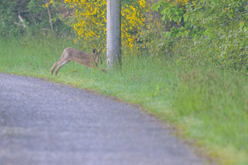 Li&egrave;vre sur une route de bitume qui fuit vers la for&ecirc;t en faisant des bonds au petit matin