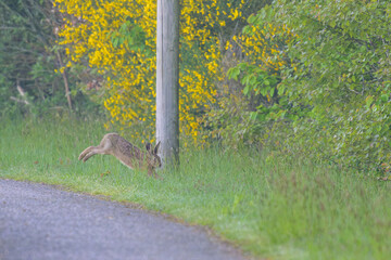 Li&egrave;vre sur une route de bitume qui fuit vers la for&ecirc;t en faisant des bonds au petit matin