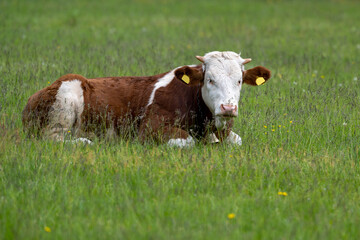 Simmental domestic cow (Bos taurus).  A cow lies on green grass or a meadow.

