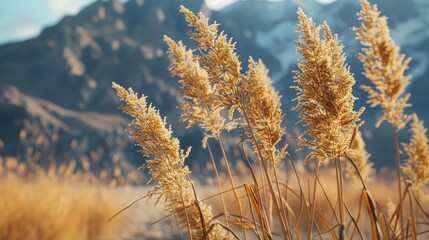 Fototapeta premium Dried grass with mountain backdrop in natural setting