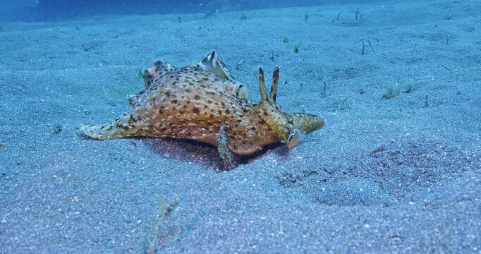 California sea hare cruising over sand seabed.