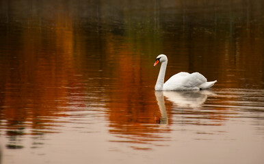 white swan on the lake in autumn