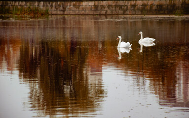 pair of white swans on the lake in autumn
