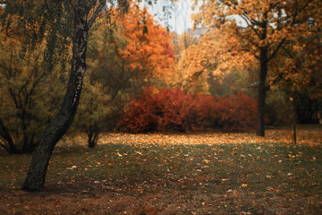 beautiful landscape of autumn trees