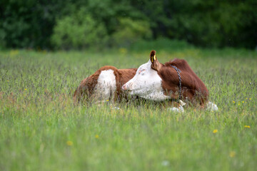 Simmental domestic cow (Bos taurus).  A cow lies on green grass or a meadow.
