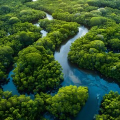 Naklejka premium Aerial view of a dense mangrove forest with winding waterways