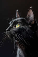 Obraz premium colorful image of black cat in front of black background studio shot