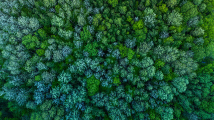 Vue aérienne à la verticale d'un mélange d'arbres verts et de sapins au printemps qui forment des motifs en forme de tapis