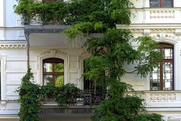 Balcony with climbing plant, wisteria.