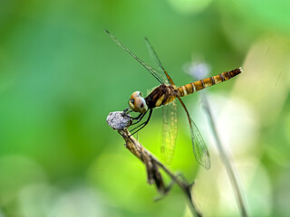Close-up dragonfly on a branch