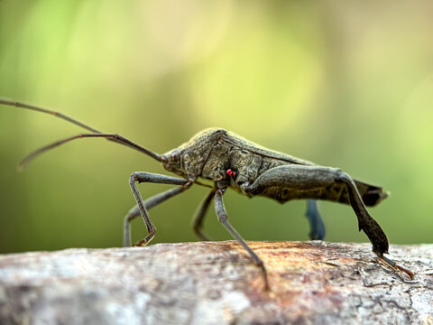 Close-up Leaf-footed bug Acanthocephala terminalis