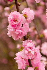 Fototapeta premium Selective focus of beautiful branches of pink sakura flowers on the tree.