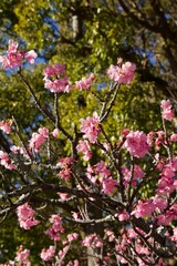 Fototapeta premium 早春桜 鎌倉宮 カワヅザクラ