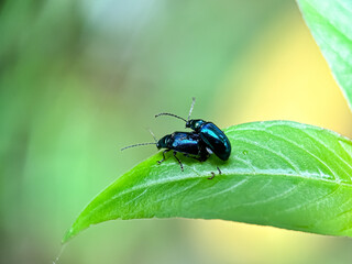 Close-up of the blue mint leaf beetle or the Latin name Chrysolina coerulans
