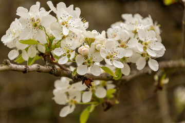 White Cherry blossoms. Cherry blossom trees full bloom.