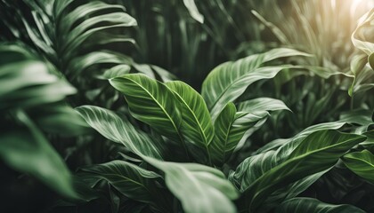 Fototapeta premium Monstera Leaf Close-Up