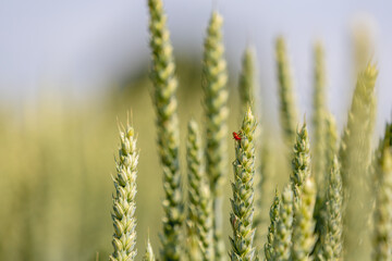 Fototapeta premium Red soft-bodied beetle on a wheat ear