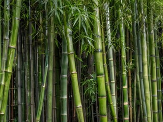 Obraz premium Dense Bamboo Grove