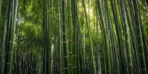 Fototapeta premium Lush Green Bamboo