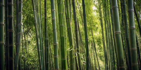 Fototapeta premium Thick Bamboo Growth