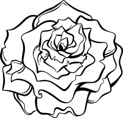 rose