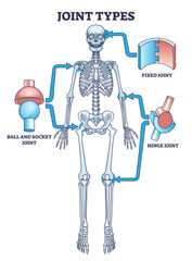 Fototapeta premium Joint types with fixed, hinge or ball and socket connections outline diagram, transparent background. Labeled educational medical scheme with skeletal system and bone support illustration.