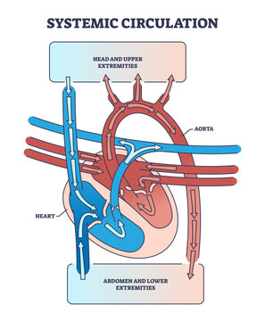 Systemic circulation with heart and aorta blood system outline diagram, transparent background. Labeled educational scheme with upper and lower extremities supply with oxygen illustration.